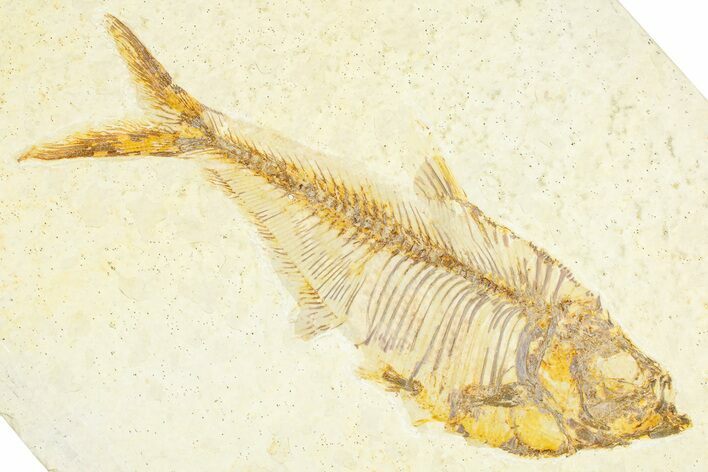 Detailed Fossil Fish (Diplomystus) - Wyoming #379419